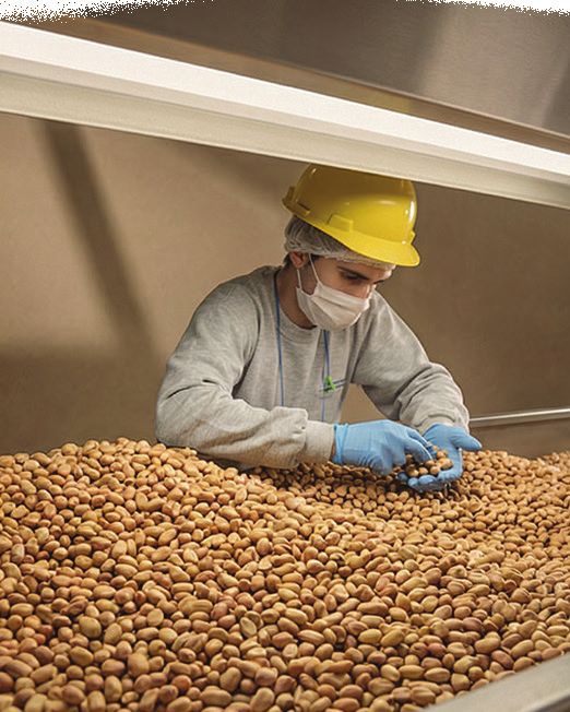 Operator hand-sorting nut kernels on the inspection line